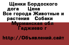 Щенки Бордоского дога.  › Цена ­ 30 000 - Все города Животные и растения » Собаки   . Мурманская обл.,Гаджиево г.